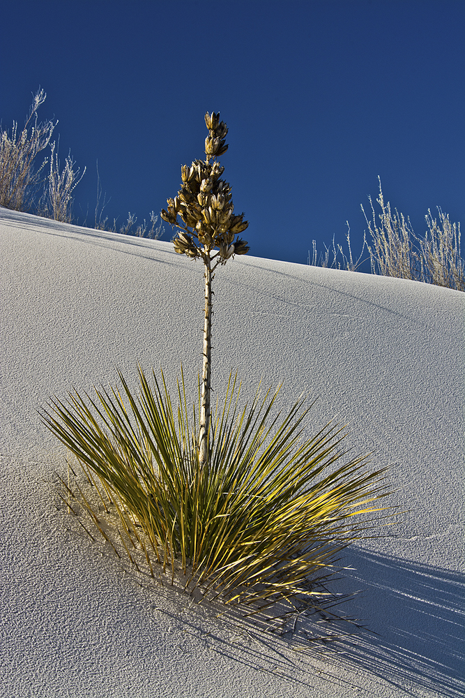 Soap Tree Yucca at White Sands National Monument | Shutterbug